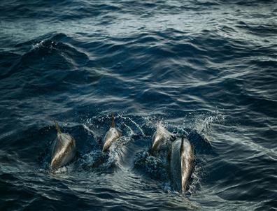 Travel Thumb
