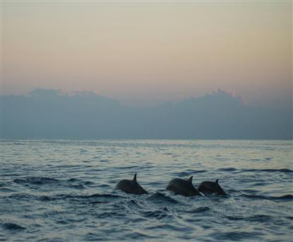 Sataya Dolphins trip from Marsa Alam