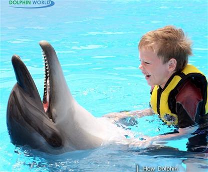 Dolphin Show & Optional Swimming w/Dolphins